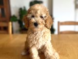 Apricot Poodle