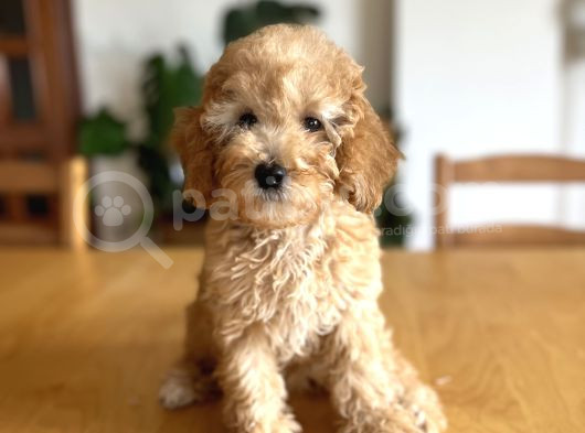 Apricot Poodle görsel