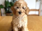 Apricot Poodle