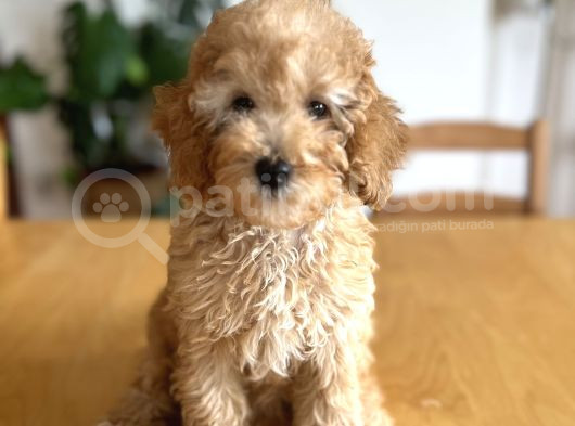 Apricot Poodle