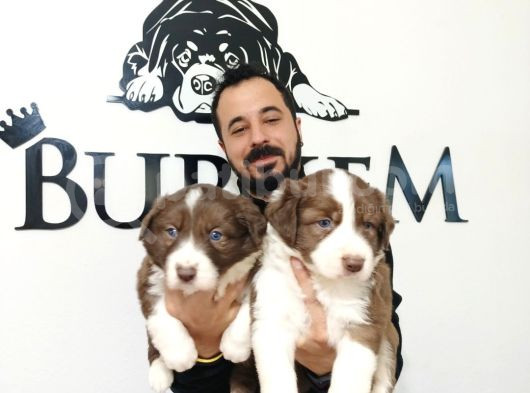 Dunyani̇n En Zeki̇ Irki Kizil Border Collie görsel