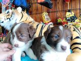 Dunyani̇n En Zeki̇ Irki Kizil Border Collie