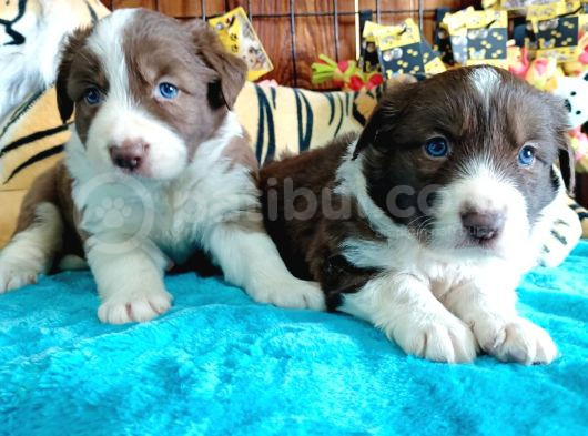 Dunyani̇n En Zeki̇ Irki Kizil Border Collie görsel