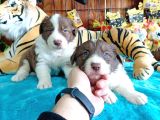 DUNYANİN EN ZEKİ IRKI KIZIL BORDER COLLIE