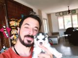 KARİZMATİK yakışıklı HUSKY YAVRULARIMIZ