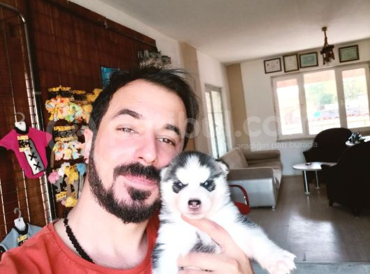 Kari̇zmati̇k Yakışıklı Husky Yavrularimiz