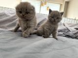 Scottish Fold Longhair Gri Renk Yavru