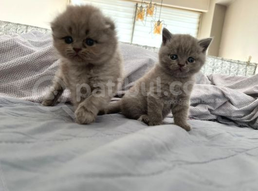 Scottish Fold Longhair Gri Renk Yavru