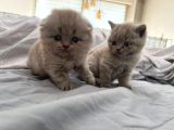 Scottish Fold Longhair Gri Renk Yavru