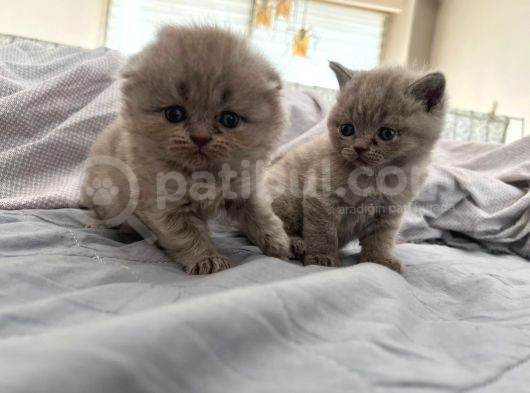 Scottish Fold Longhair Gri Renk Yavru görsel