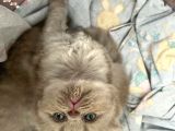 Scottish Fold Longhair Gri Renk Yavru