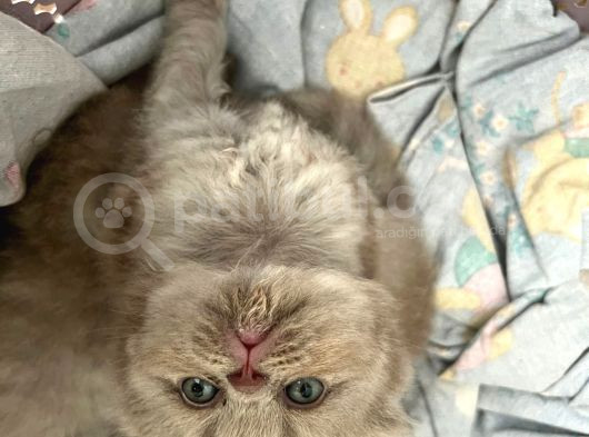 Scottish Fold Longhair Gri Renk Yavru görsel