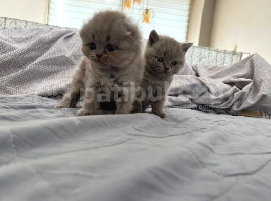 Scottish Fold Longhair Gri Renk Yavru görsel