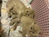 Scottish Fold Longhair Gri Renk Yavru