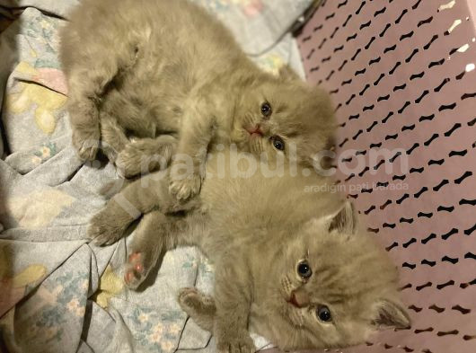 Scottish Fold Longhair Gri Renk Yavru görsel