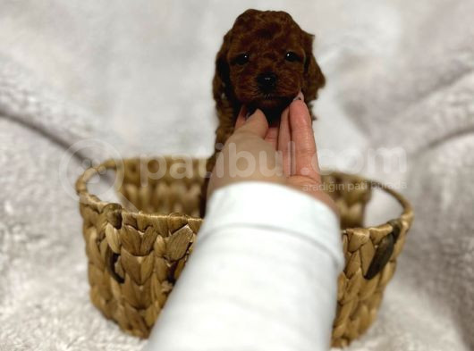 Orjinal Toy Poodle Yavrular