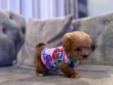 5 Aylık Erkek Yavru Poodle