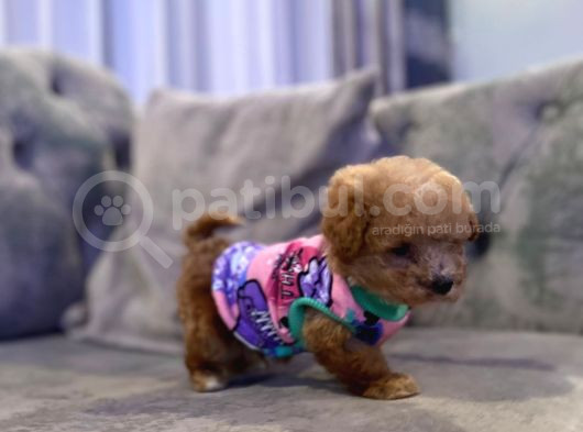 5 Aylık Erkek Yavru Poodle görsel