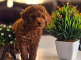 Irk Garanti̇li̇ Red Toy Poodle Yavrularimiz