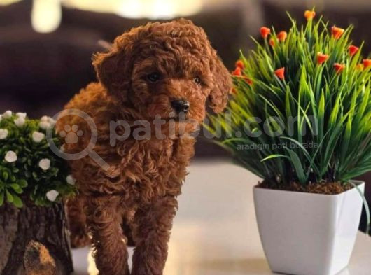 Irk Garanti̇li̇ Red Toy Poodle Yavrularimiz görsel