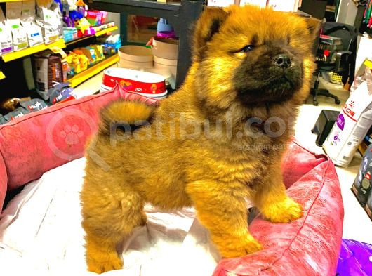 Safkan Çi̇n Aslani Erkek Chow Chow
