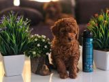 Irk Garanti̇li̇ Red Toy Poodle Yavrularimiz