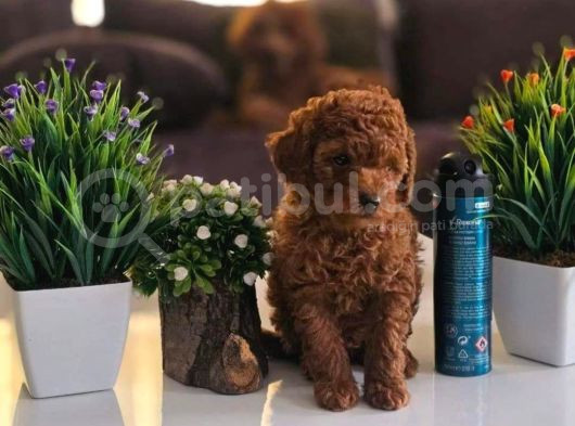 Irk Garanti̇li̇ Red Toy Poodle Yavrularimiz görsel