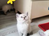SAF KAN ORJINAL YAVRULAR