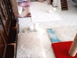 Safkan Bem Beyaz Yavrularımız Yuvaya Gitmeye Hazır