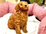 ORJİNAL KIZIL RENK MALTİPOO YAVRULARIMIZ