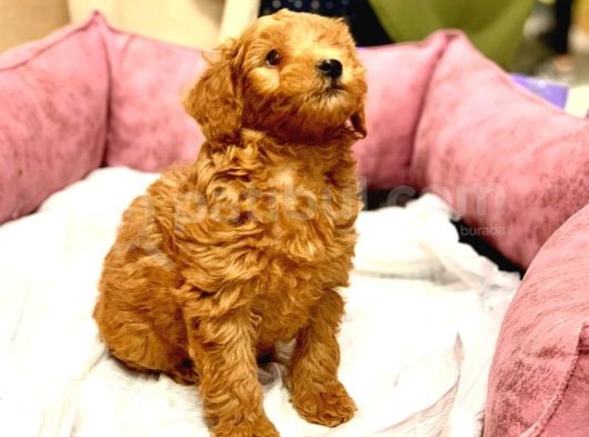 Orji̇nal Kizil Renk Malti̇poo Yavrularimiz