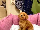 MİNİ BOY KIZIL MALTİPOO YAVRUMUZ