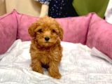 Mi̇ni̇ Boy Kizil Malti̇poo Yavrumuz