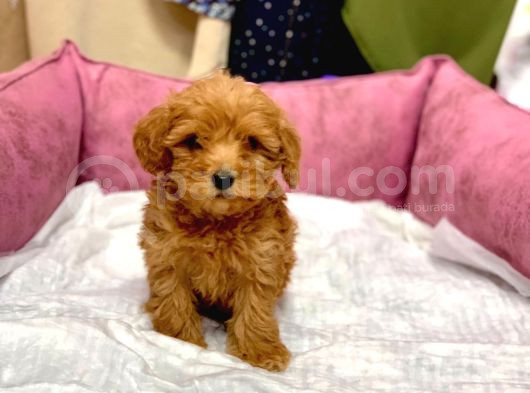 Mi̇ni̇ Boy Kizil Malti̇poo Yavrumuz görsel