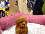 Mi̇ni̇ Boy Kizil Malti̇poo Yavrumuz