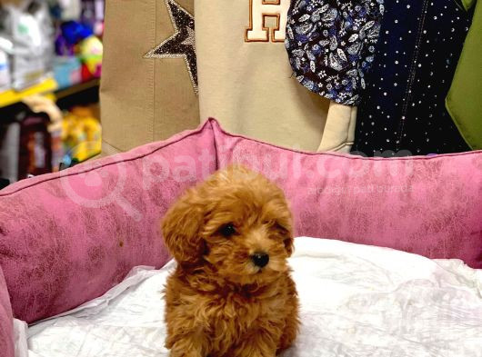 Mi̇ni̇ Boy Kizil Malti̇poo Yavrumuz görsel