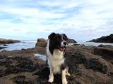 Border Collie Yavruları Blue Marley Ve Si̇yah Beyaz