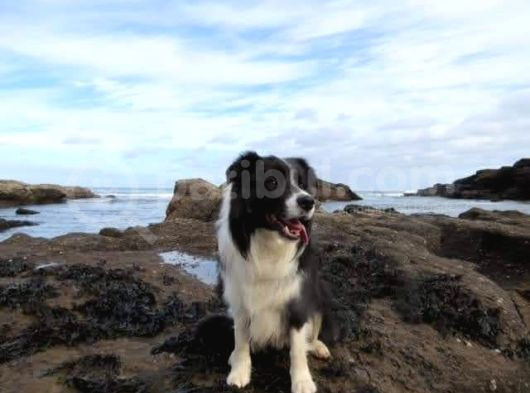 Border Collie Yavruları Blue Marley Ve Si̇yah Beyaz görsel