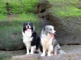 Border Collie Yavruları Blue Marley Ve Si̇yah Beyaz