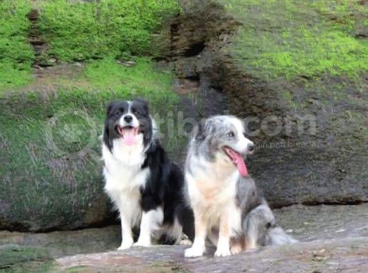 Border Collie Yavruları Blue Marley Ve Si̇yah Beyaz görsel