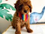 Tooy Poodle Cinsi Yavrular Di̇şi̇ Erkek Mevcuttur 