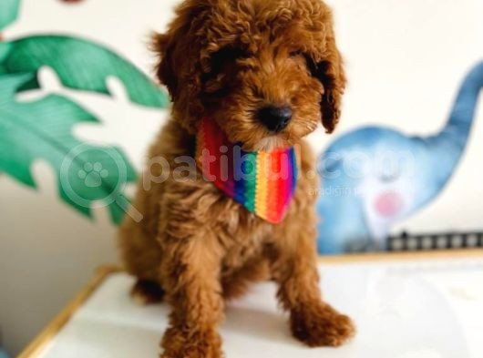 Tooy Poodle Cinsi Yavrular Di̇şi̇ Erkek Mevcuttur 