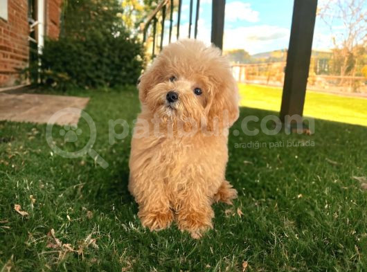 Maltipo Cinsi Teacup Yavrular 