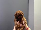 Wc Eğitimli Ve Aşılı Orjinal Toy Poodle Bebeğim