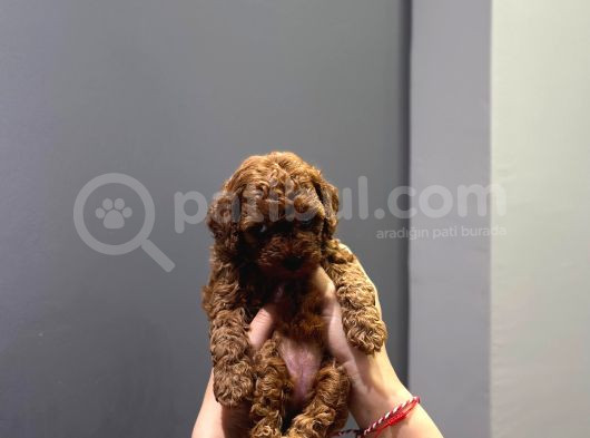 Wc Eğitimli Ve Aşılı Orjinal Toy Poodle Bebeğim görsel