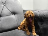 Kıvır Kıvır Toy Poodle Bebeklerim