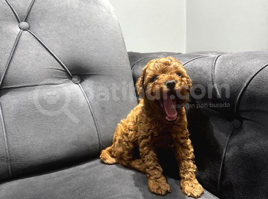 Kıvır Kıvır Toy Poodle Bebeklerim görsel