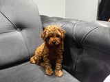 Kıvır Kıvır toy poodle bebeklerim