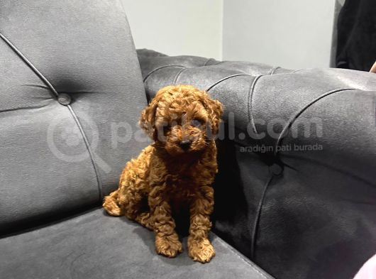 Kıvır Kıvır Toy Poodle Bebeklerim