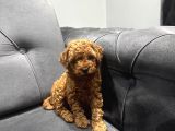 Kıvır Kıvır Toy Poodle Bebeklerim